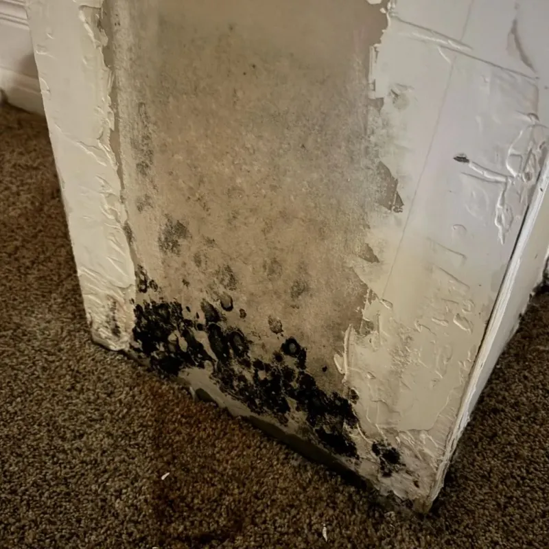 Professional Mold Removal in McRae, GA